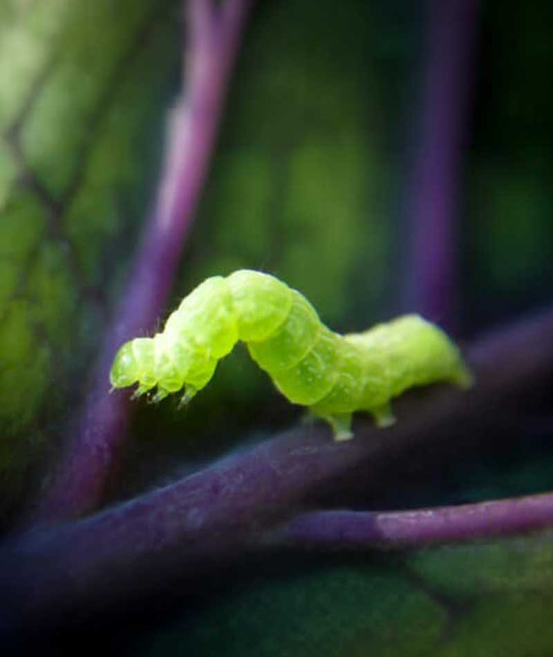 andermatt-usa-bioinsecticides-featured-products-loopex