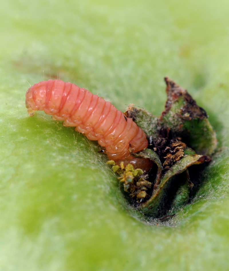 andermatt-usa-bioinsecticides-featured-products-virosoft