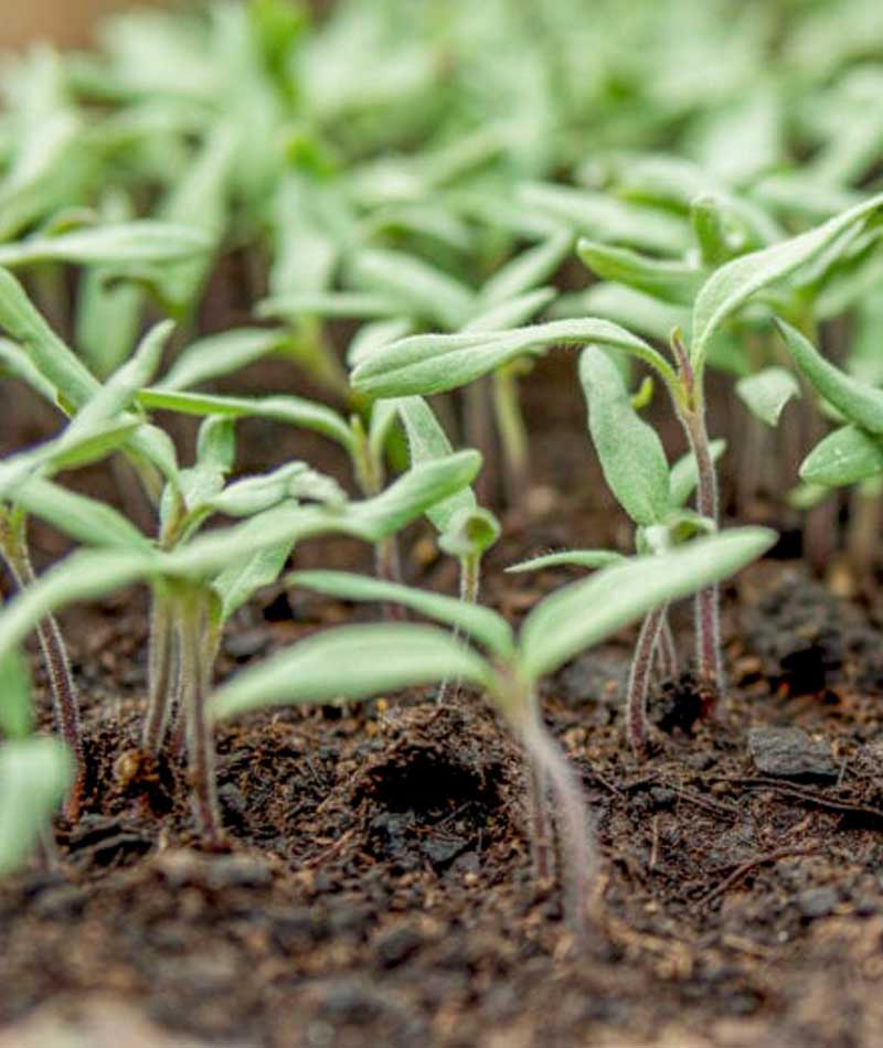 andermatt-usa-biostimulants-featured-products-polarsprout
